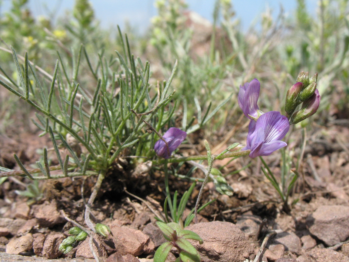 Изображение особи Astragalus nematodes.