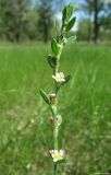 Polygonum aviculare