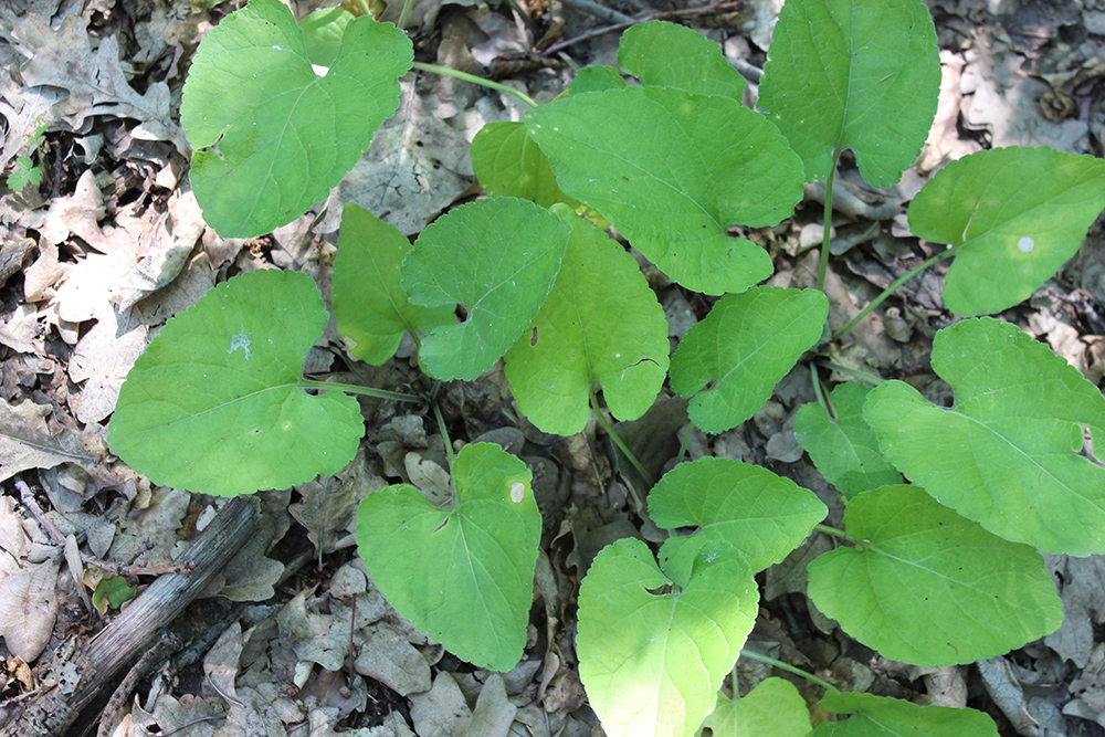 Image of Viola collina specimen.