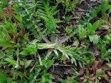 Centaurea scabiosa. Молодая розетка в сообществе с цветущей Myosotis sparsiflora. Московская обл., ж.-д. станция Люберцы-2, у насыпи. 29.04.2014.