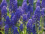 Muscari armeniacum