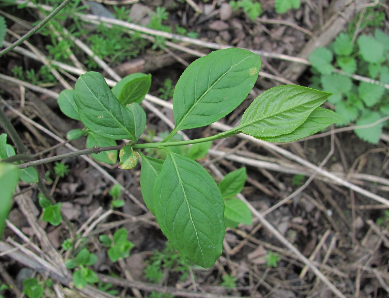 Изображение особи Euonymus europaeus.