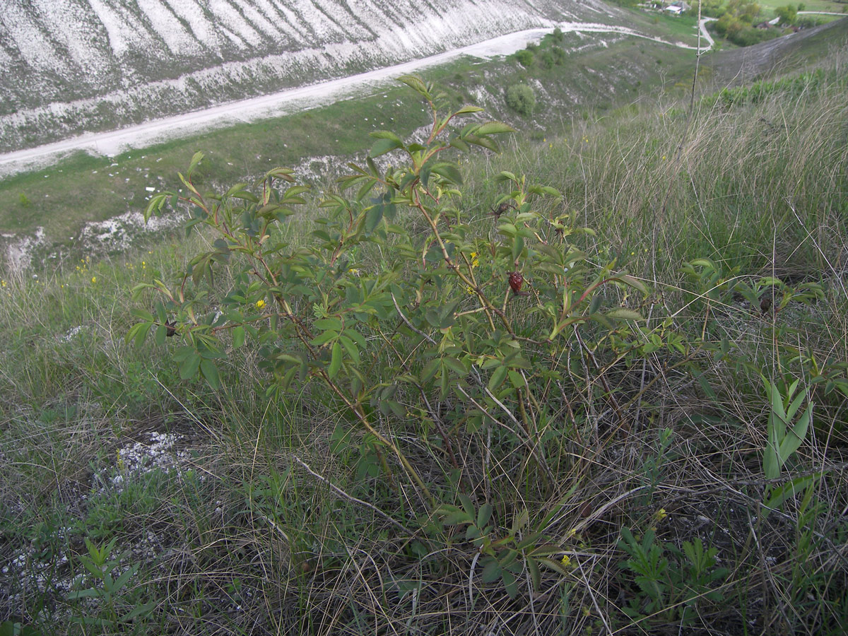 Image of Rosa marginata specimen.