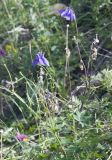 Aquilegia sibirica