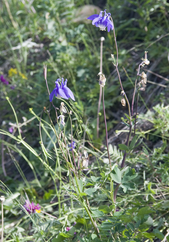 Изображение особи Aquilegia sibirica.