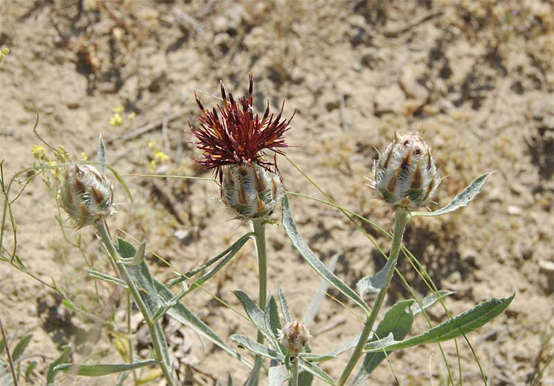 Image of Tomanthea daralaghezica specimen.