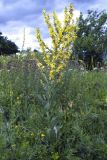 Verbascum lychnitis