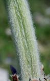 Stachys germanica