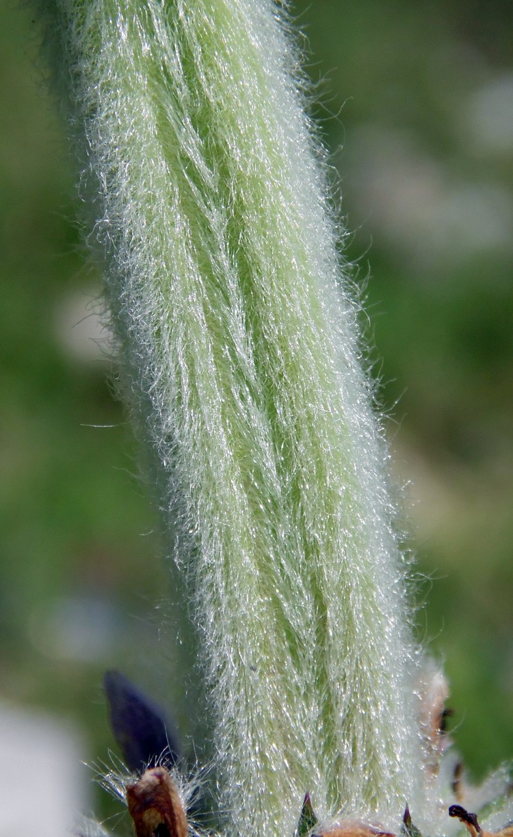 Image of Stachys germanica specimen.