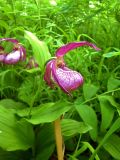 Cypripedium &times; ventricosum