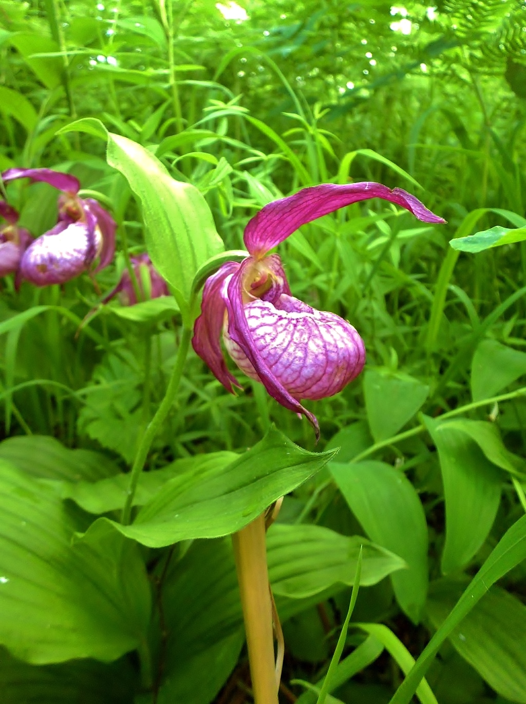 Изображение особи Cypripedium &times; ventricosum.