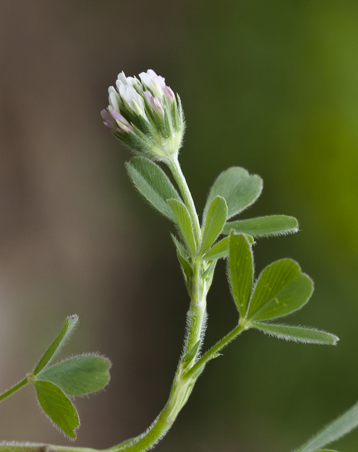 Image of Trifolium leucanthum specimen.