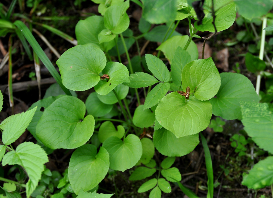 Image of Viola mirabilis specimen.