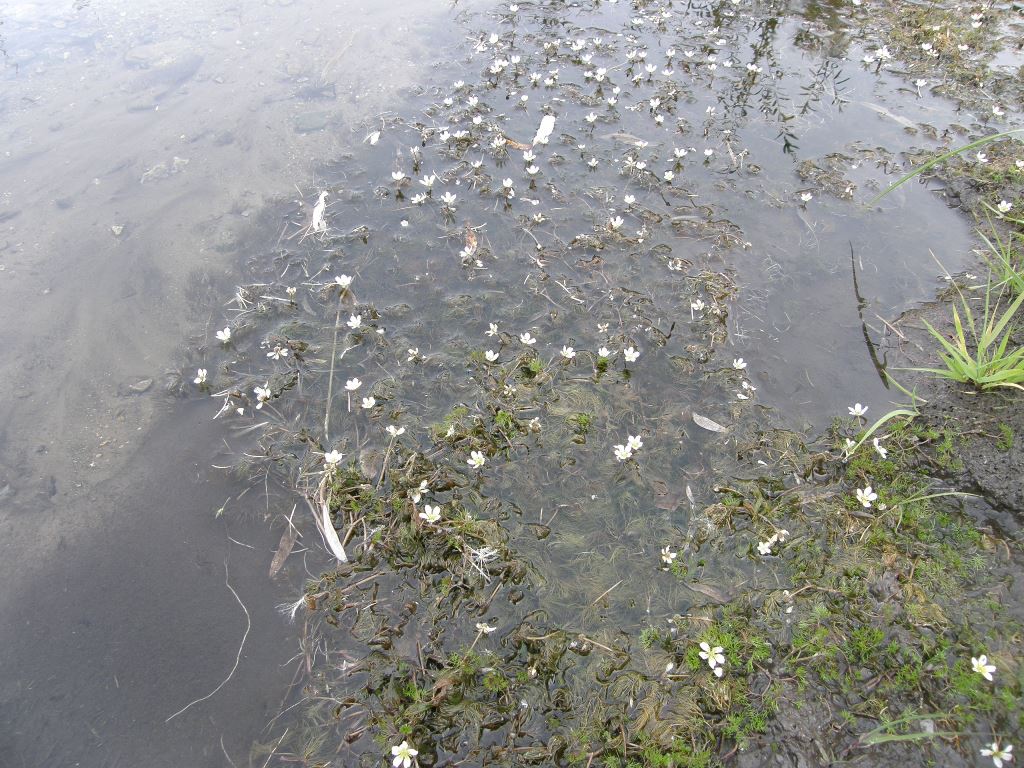 Image of Ranunculus kauffmannii specimen.