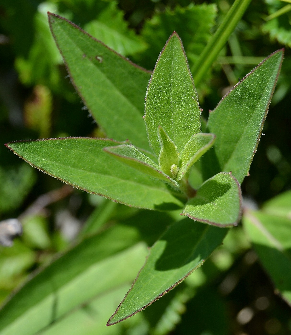 Image of Hieracium scabiosum specimen.