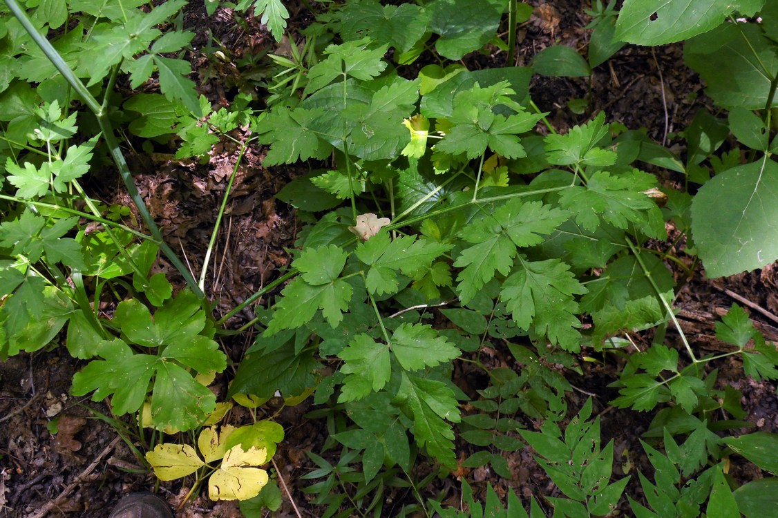 Image of Cervaria caucasica specimen.