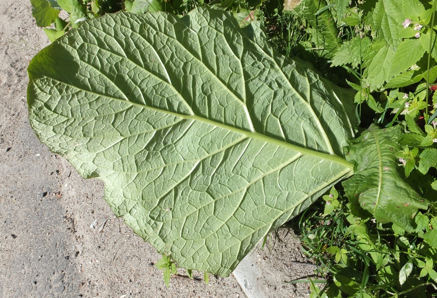 Image of genus Arctium specimen.