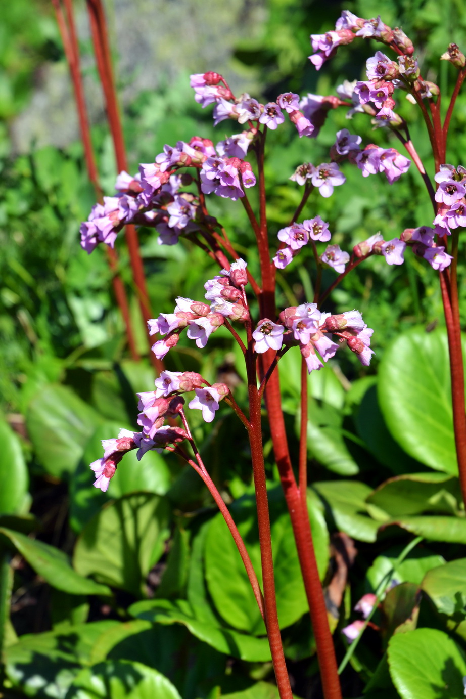 Изображение особи Bergenia crassifolia.