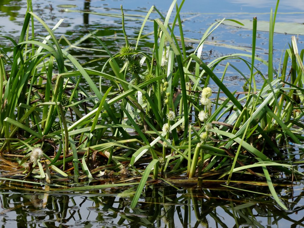 Image of Sparganium emersum specimen.