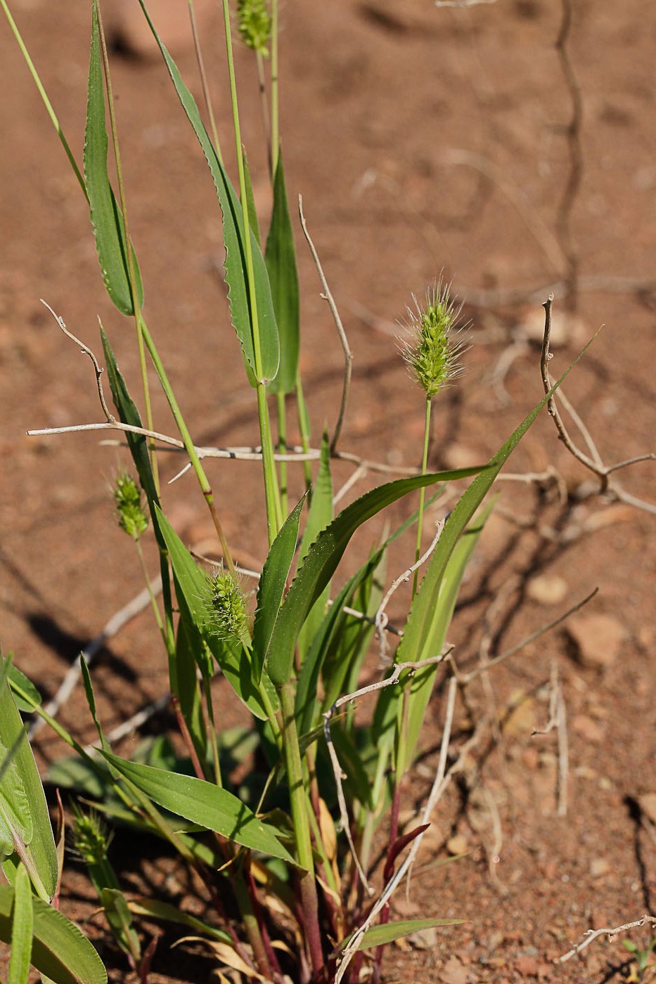 Изображение особи Setaria viridis.