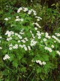 Pyrethrum parthenifolium