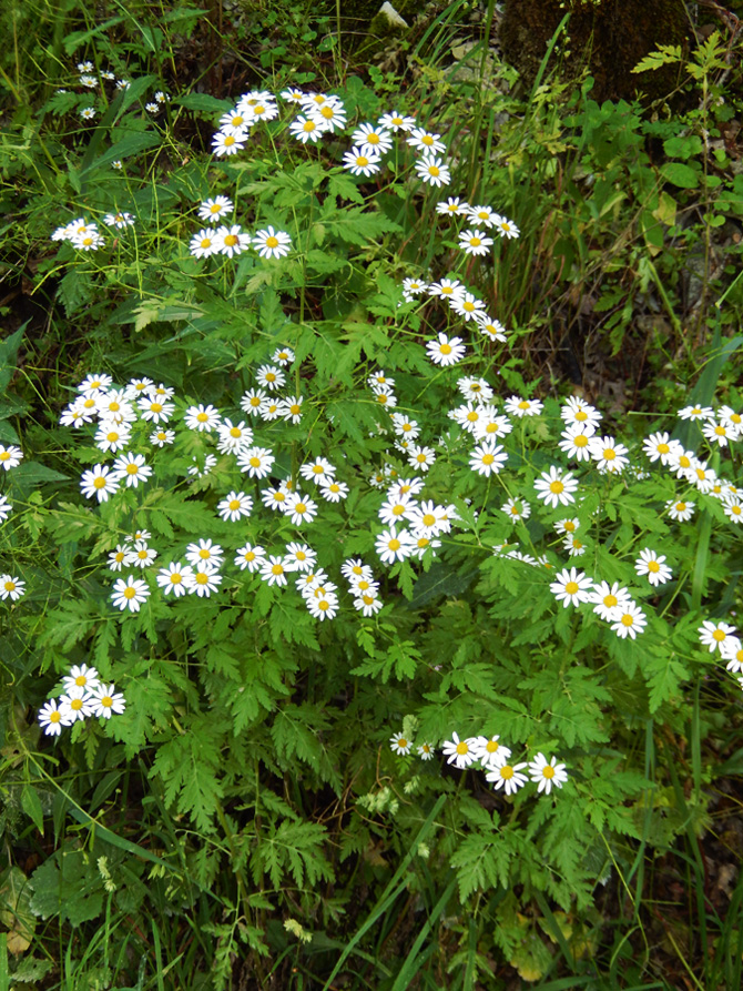 Image of Pyrethrum parthenifolium specimen.