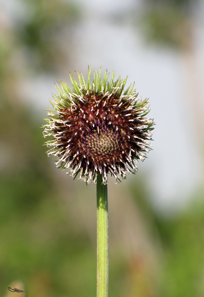 Image of Saussurea frolowii specimen.