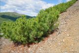 Pinus pumila. Взрослые растения на щебнистой осыпи. Магаданская обл., Колымское нагорье, склон сопки Беличья близ пос. Ягодное. 19.07.2009.