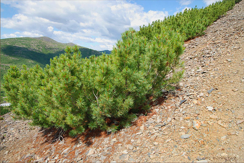 Image of Pinus pumila specimen.