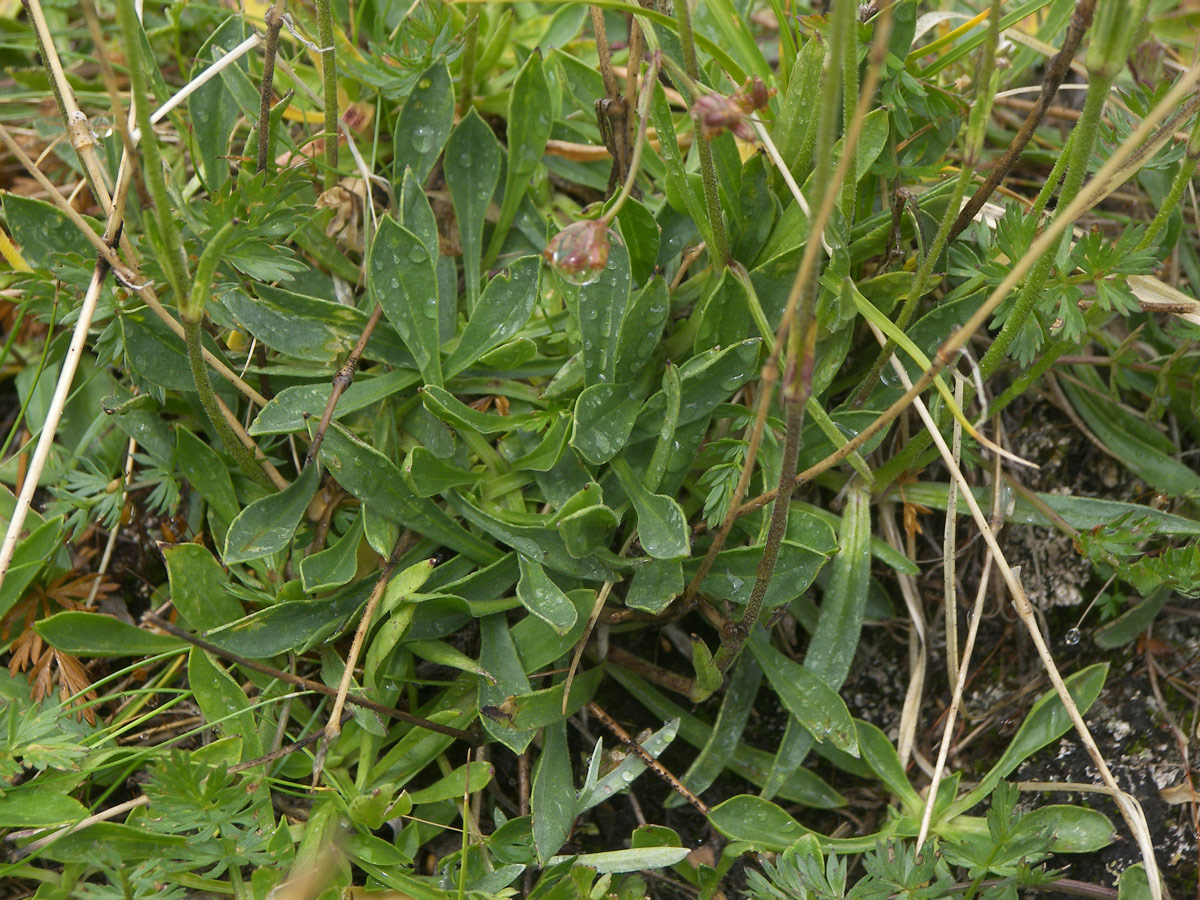 Изображение особи Silene lychnidea.