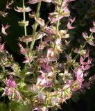 Salvia sclarea. Часть плодоносящего растения. Крым, городской округ Феодосия, пгт Коктебель, клумба. Июль 2016 г.