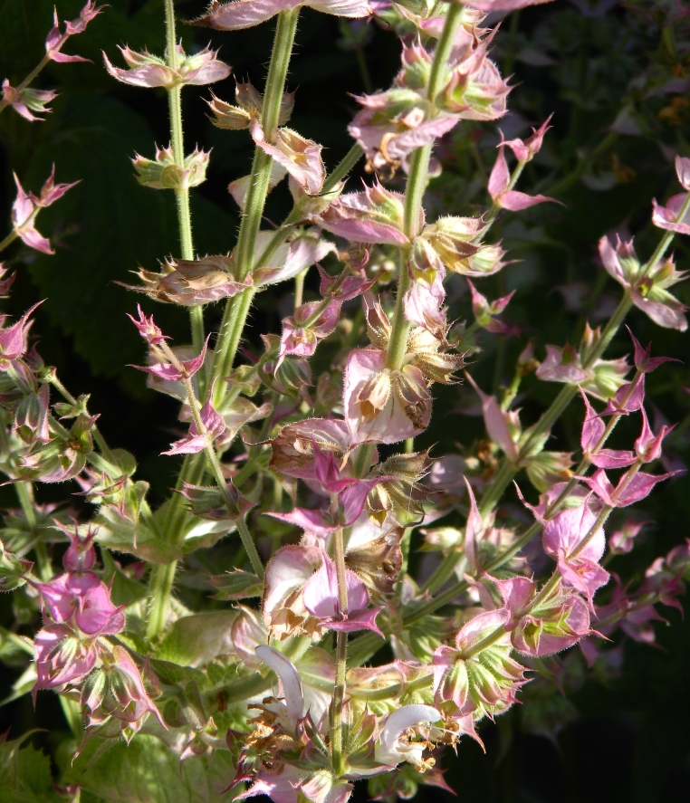 Image of Salvia sclarea specimen.