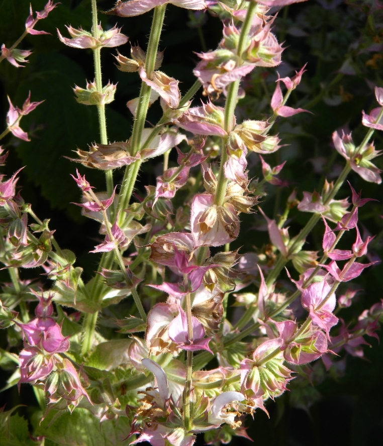 Изображение особи Salvia sclarea.