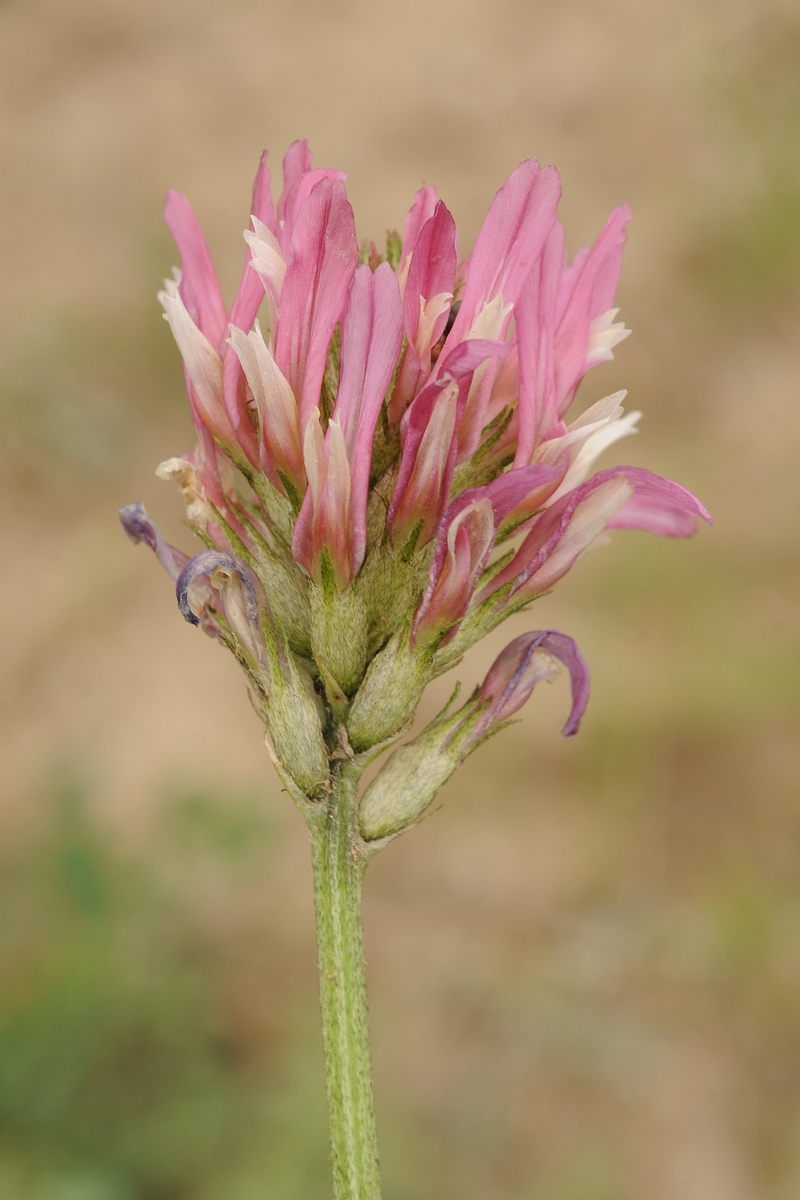 Image of Astragalus platyphyllus specimen.