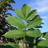 Sambucus manshurica