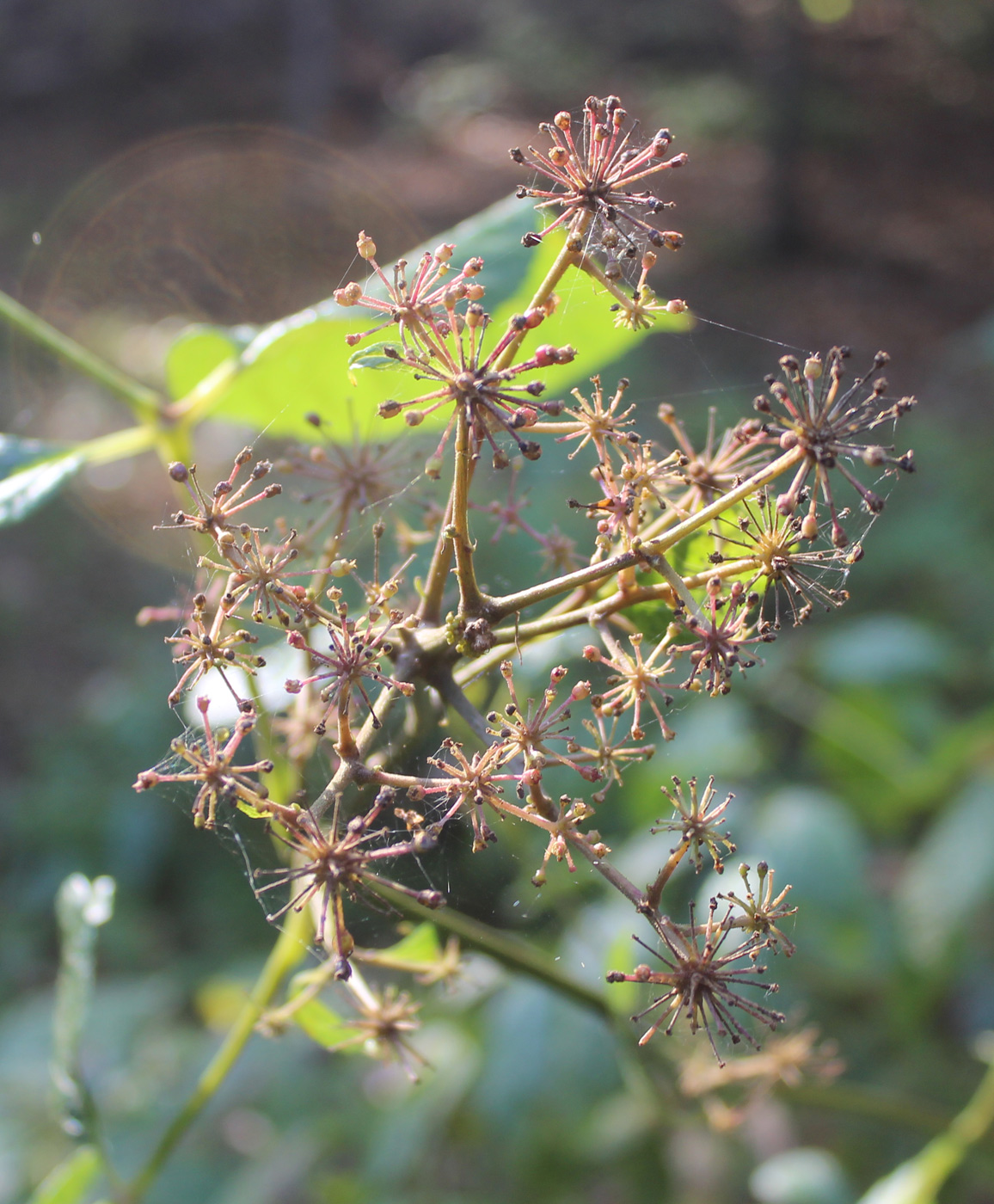 Изображение особи Aralia racemosa.