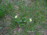 Viola arvensis Murray × Viola wittrockiana