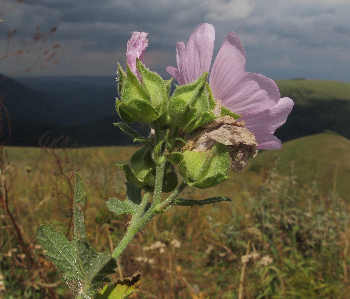 Image of Malva thuringiaca specimen.