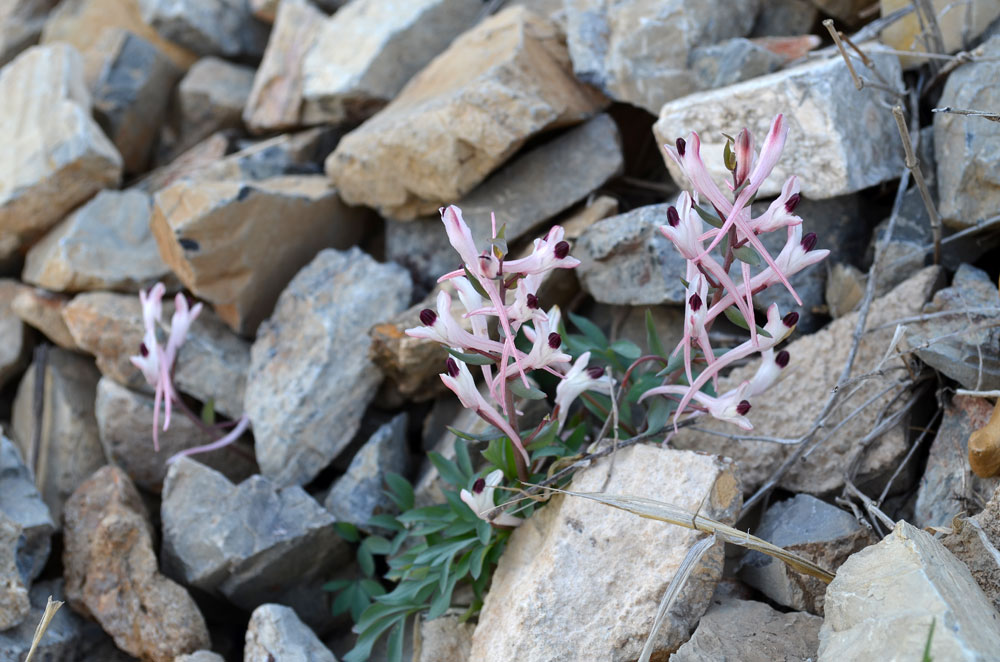 Изображение особи Corydalis schanginii.