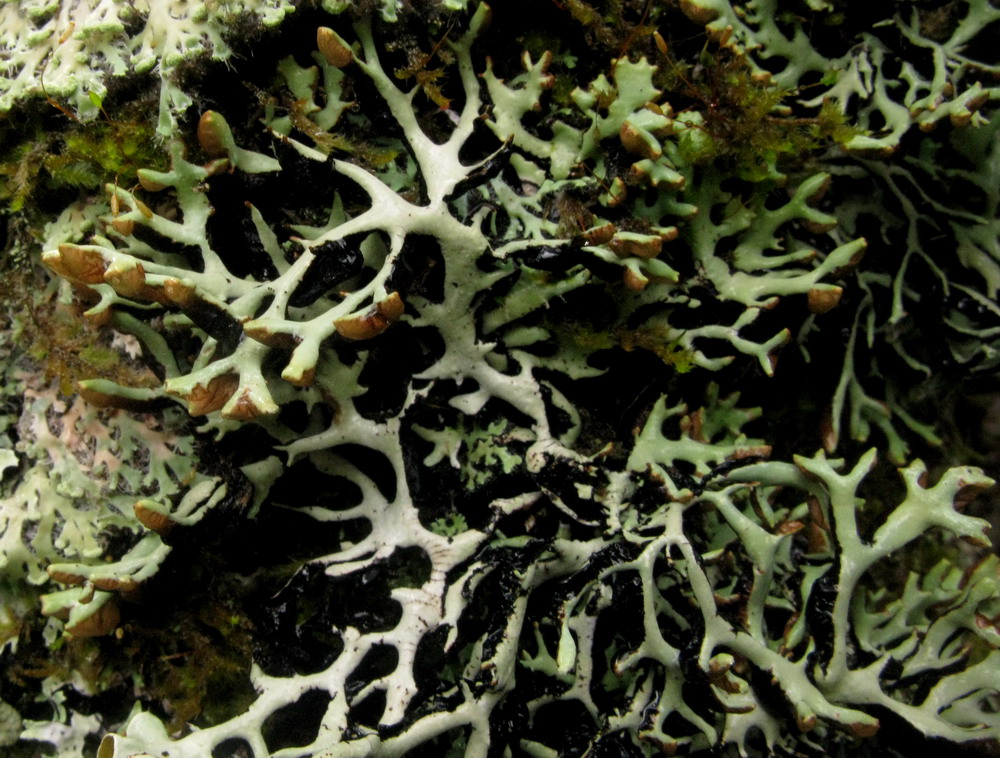 Image of Hypogymnia vittata specimen.