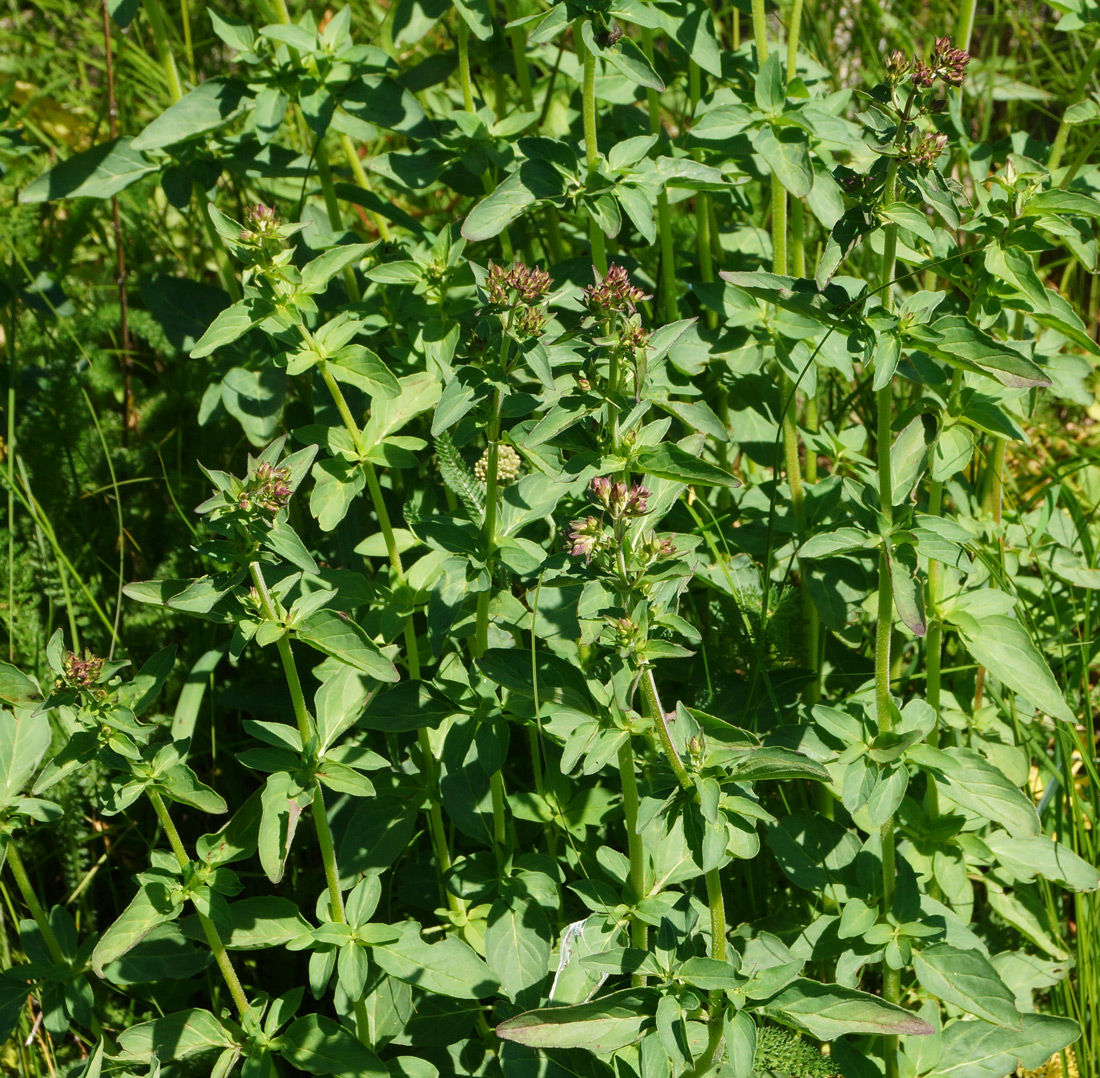 Image of Origanum vulgare specimen.