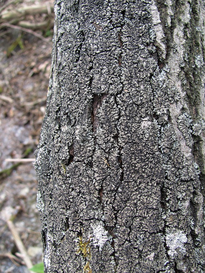 Image of Phaeophyscia orbicularis specimen.