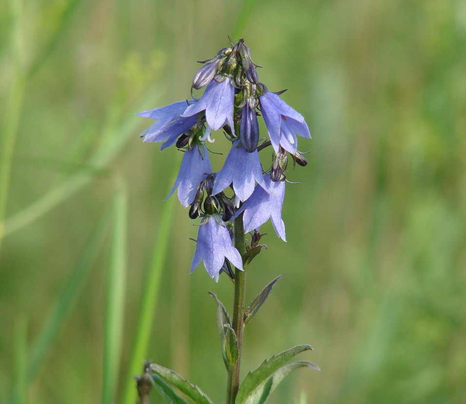 Image of Adenophora lamarckii specimen.