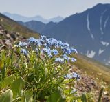 Myosotis austrosibirica. Цветущее растение. Восточный Саян, хр. Большой Саян, истоки р. Сорхой, каменистый склон с луговой растительностью. 20.07.2015.