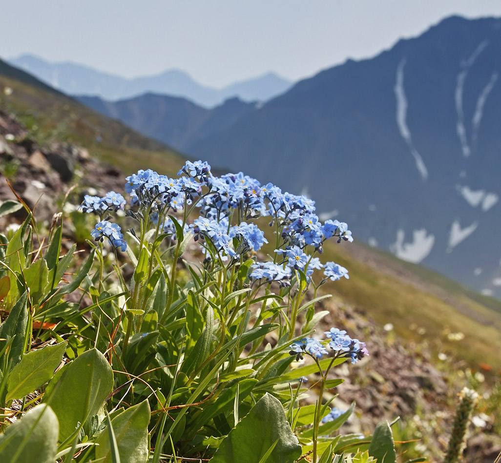 Изображение особи Myosotis austrosibirica.