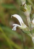 Salvia aethiopis