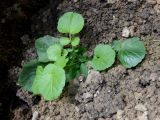 Cardamine tenera