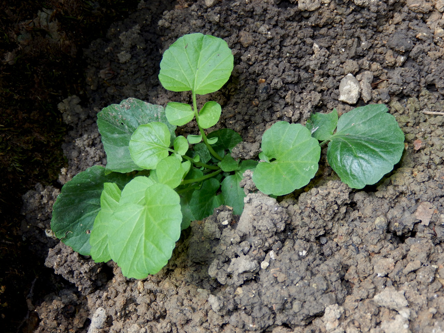 Image of Cardamine tenera specimen.