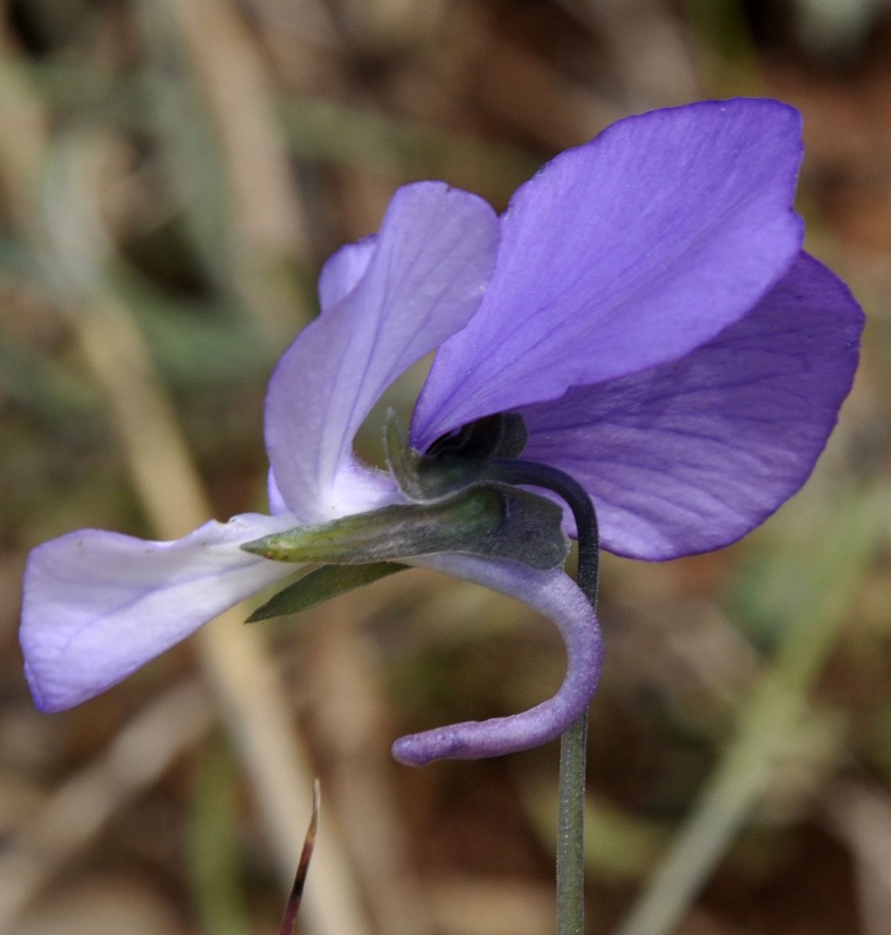 Изображение особи Viola rausii.