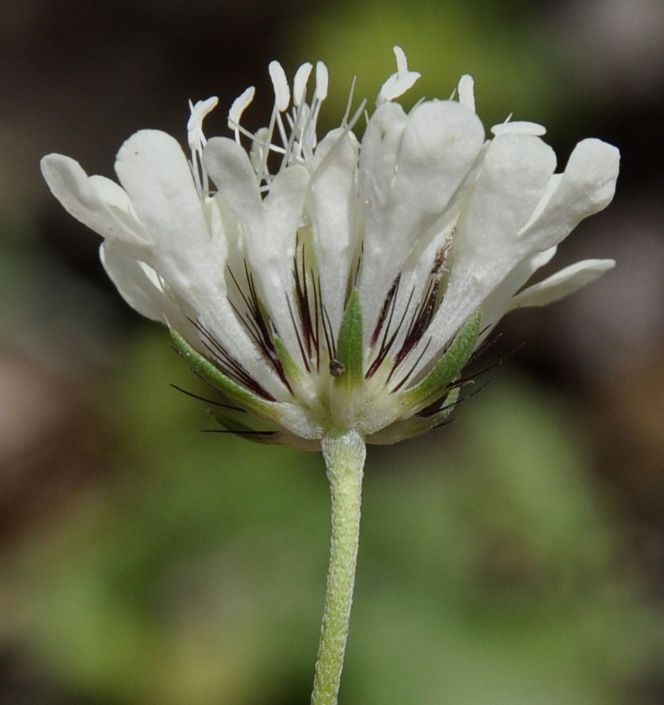 Image of Scabiosa triniifolia specimen.